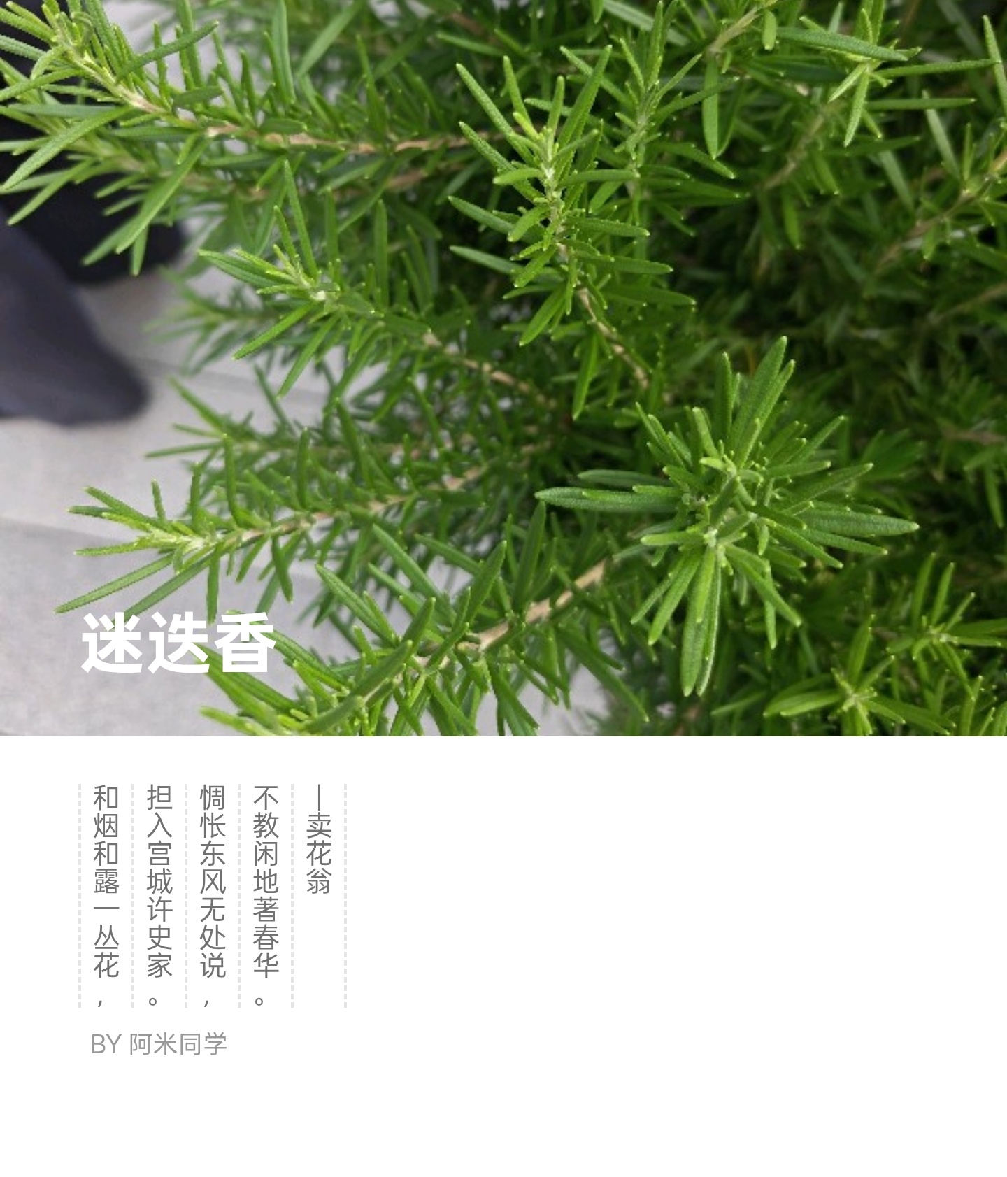 偶然间发现，家对面小区的花坛里种了迷迭香 