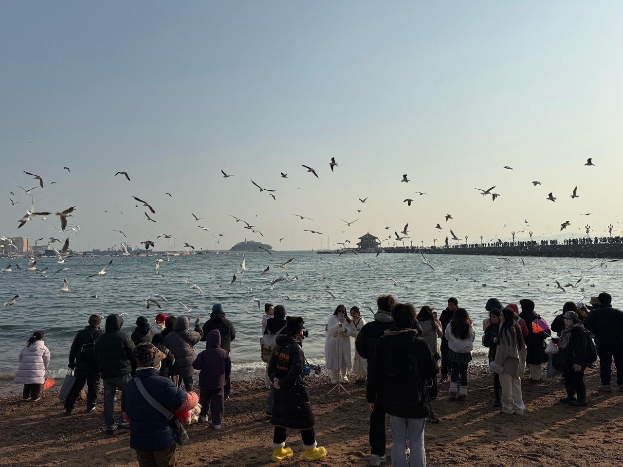 于海青：为何说青岛栈桥人与海鸥和谐满满？不管你来自什么地方， 也不管你情归何处？