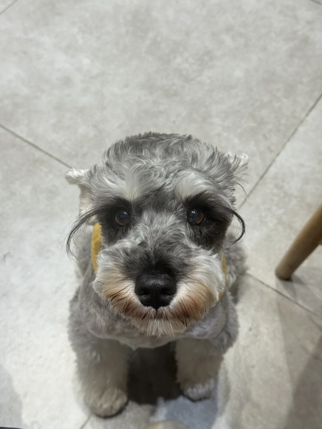 拍到了超可爱的小布丁