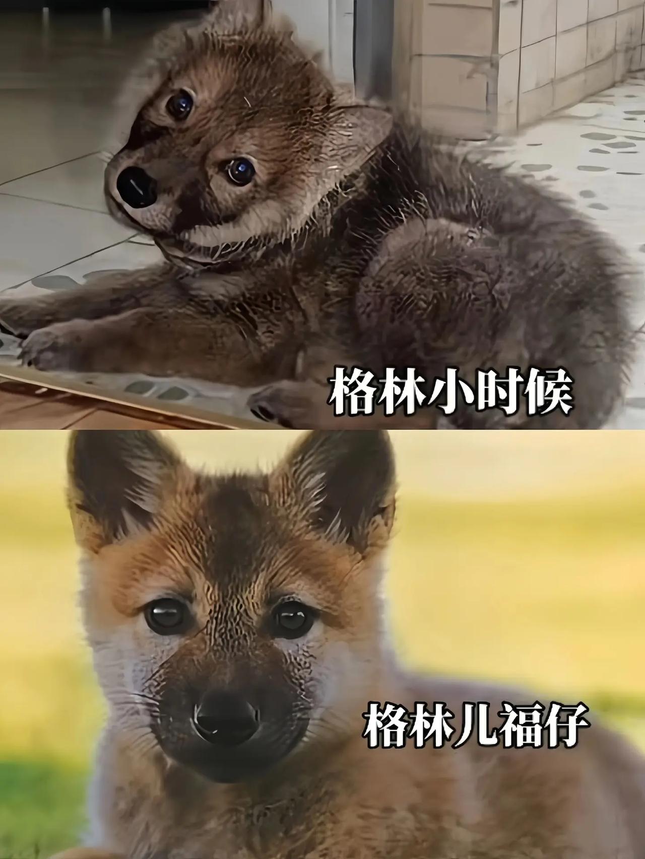 福仔：最像格林的孩子，用命换弟弟活。李微漪去给附近村寨治牛的那几天，牧民旺青甲突