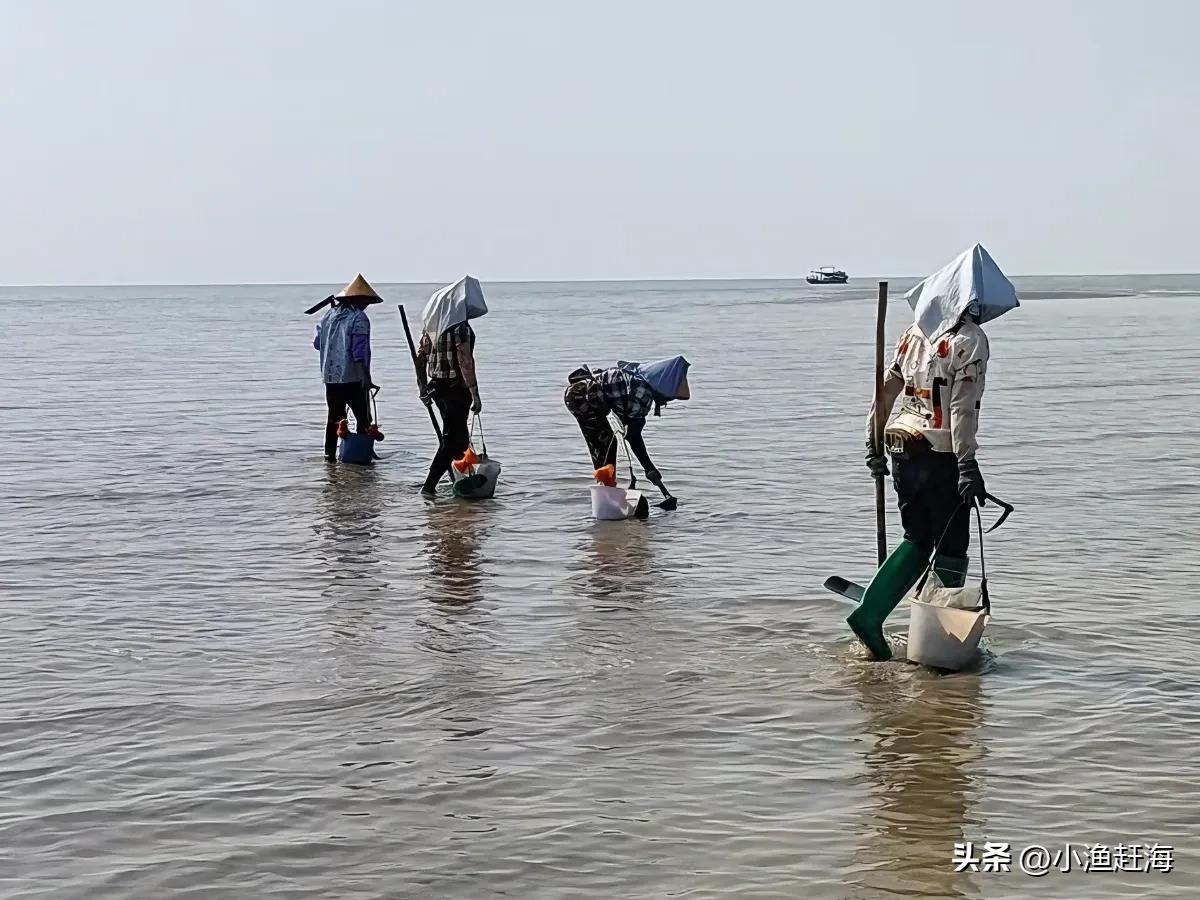 春海开始了，海边人个个都去赶海抓海鲜，太爽了