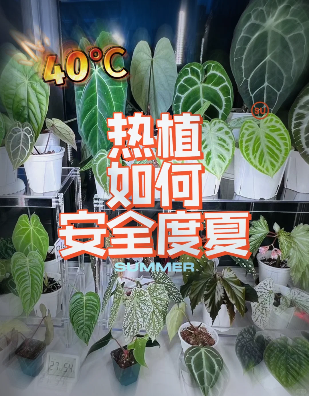 做好这几点，让植物安全过夏天