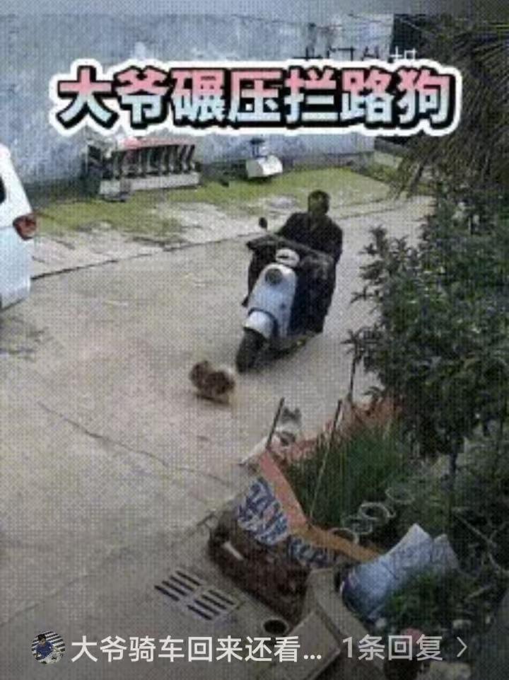 两只可爱的狗狗在马路中央嬉戏玩耍，突然对着骑电动车朝它们驶来的大爷狂吠。大爷二话