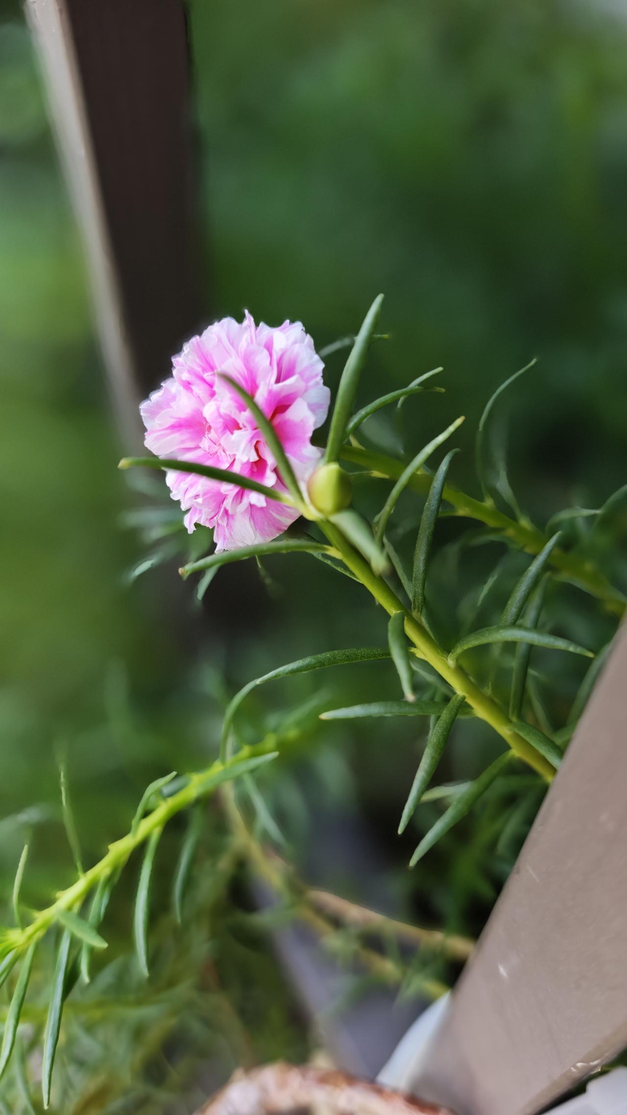 粉嫩的花朵，绿意盎然的枝叶，自然之美尽收眼底。