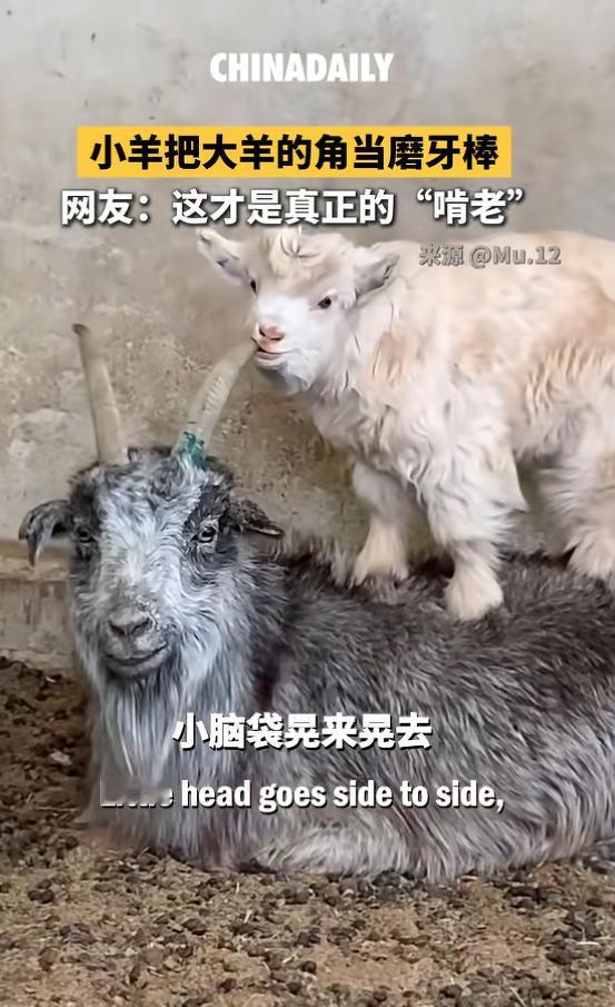 4 月 27 日内蒙古呼伦贝尔草原视频火了！小羊羔站大羊背上啃羊角当磨牙棒，专注