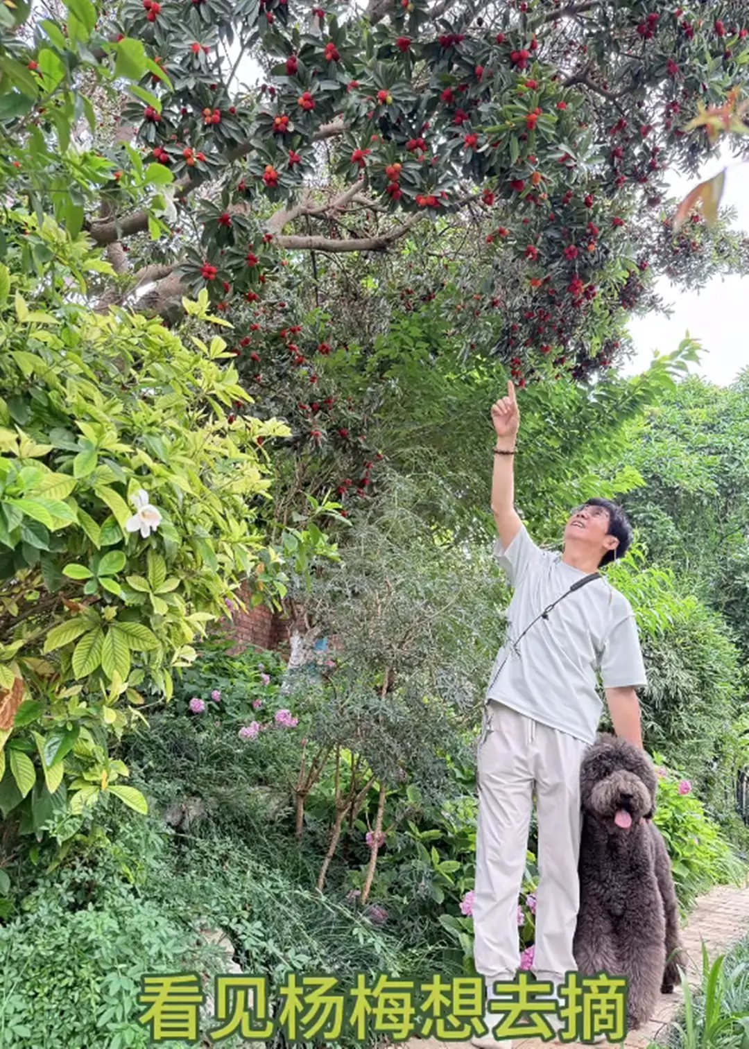 范明富婆妻子晒500多平大院子，果蔬大丰收，62岁范明爬树摘杨梅 