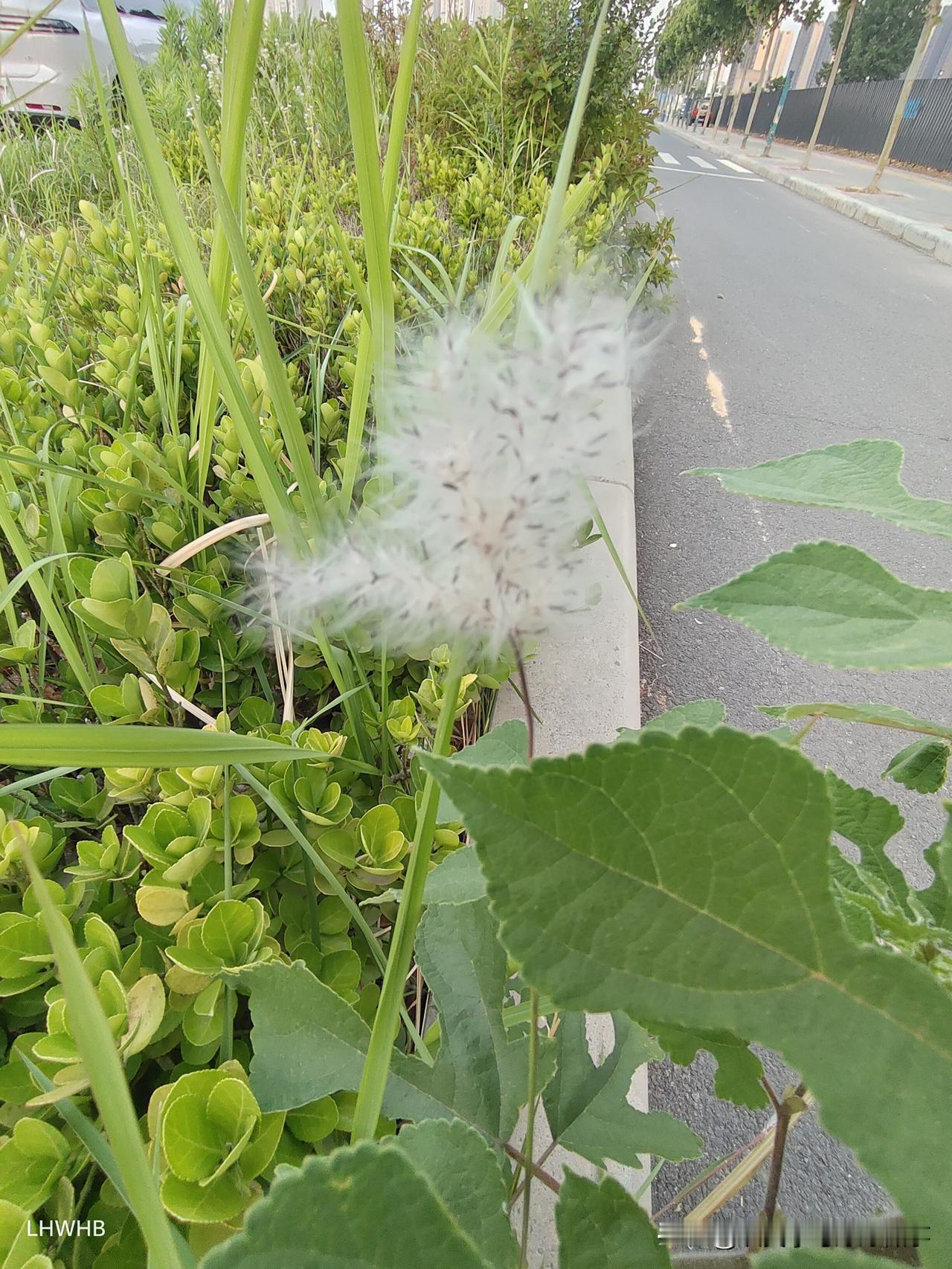 春日繁花盛开，蝴蝶蹁跹，这画面美得令人窒息。想象一下，在阳光灿烂的春日，五彩斑斓