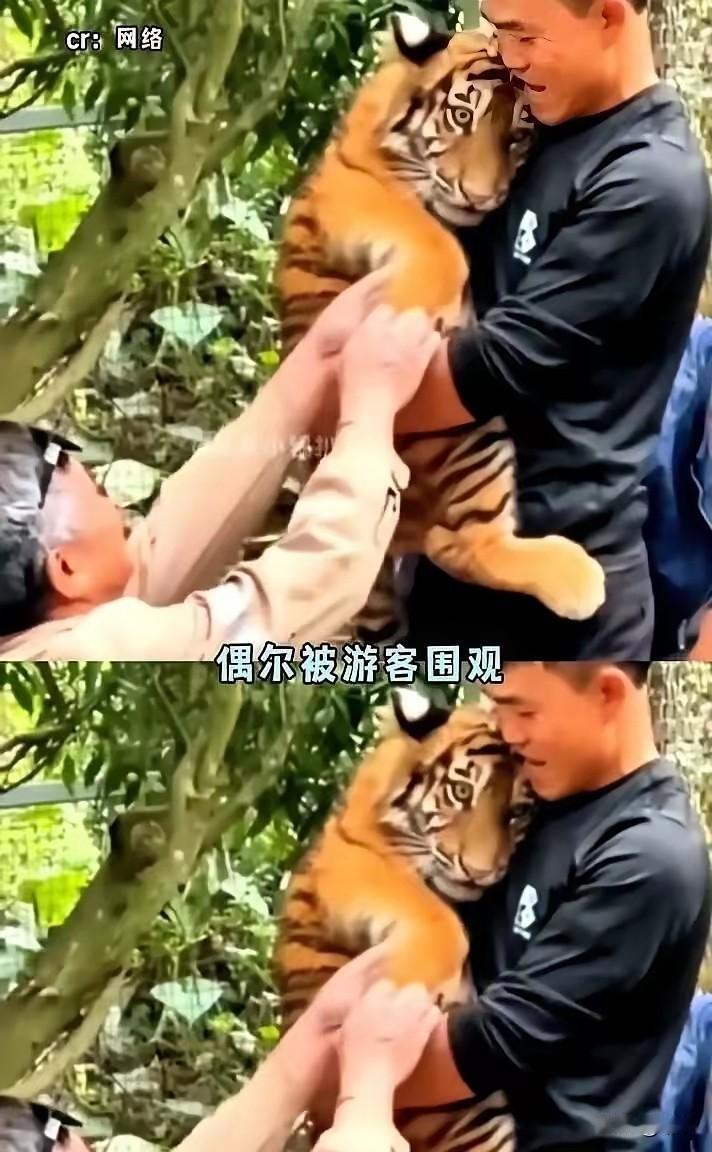 谁能想到，一只刚出生就被亲妈抛弃、身体弱到达不到繁育标准的小虎崽，最后能活蹦乱跳