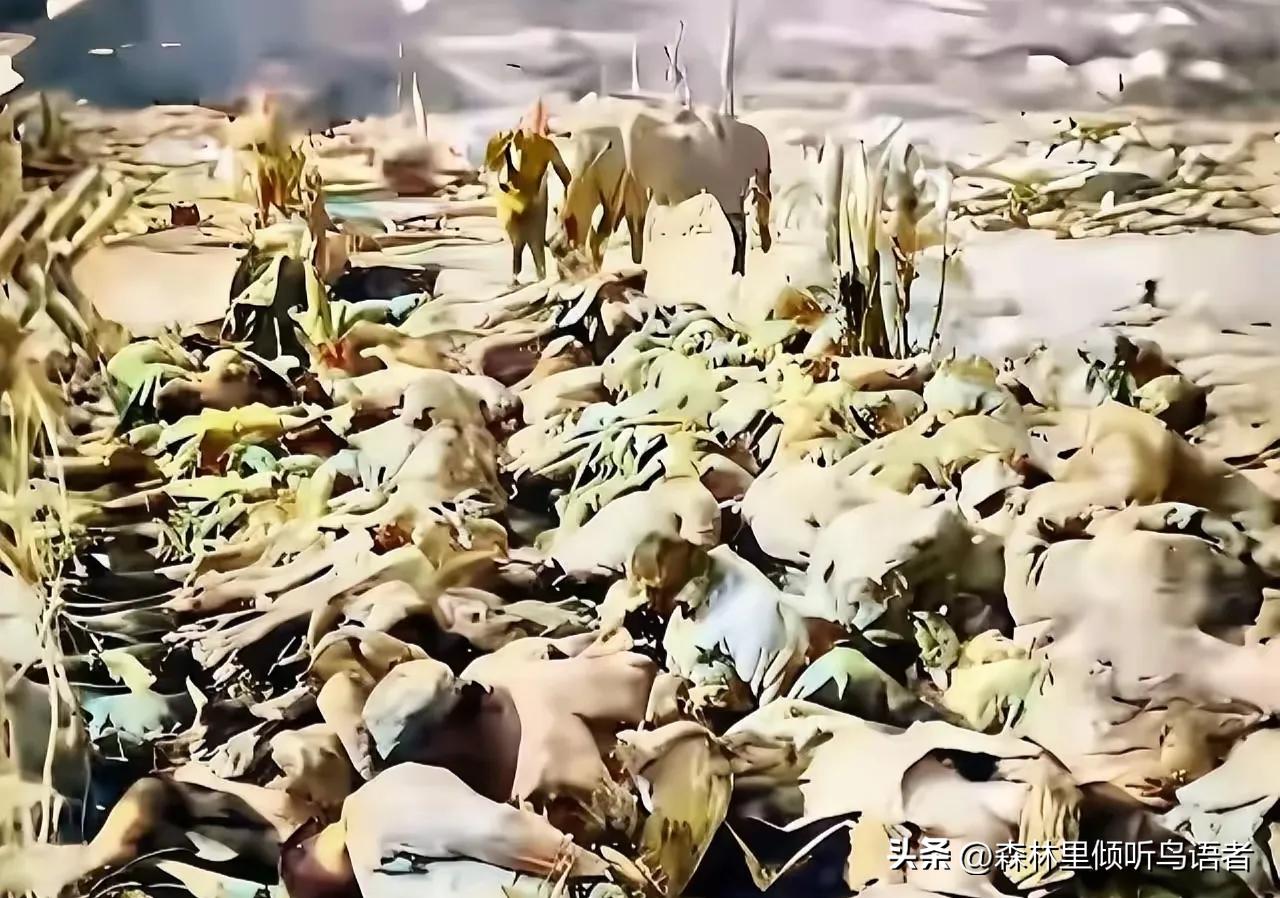 1938年1月，一个日本军官到华东照相馆送来两卷胶卷冲洗，罗瑾在冲洗时发现其中有