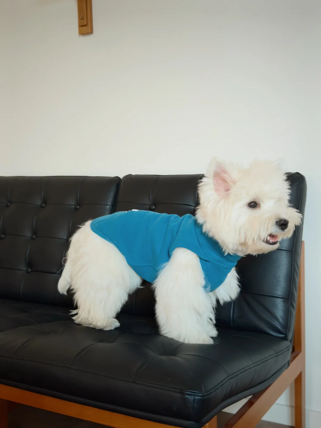 小狗的日常ootd💙