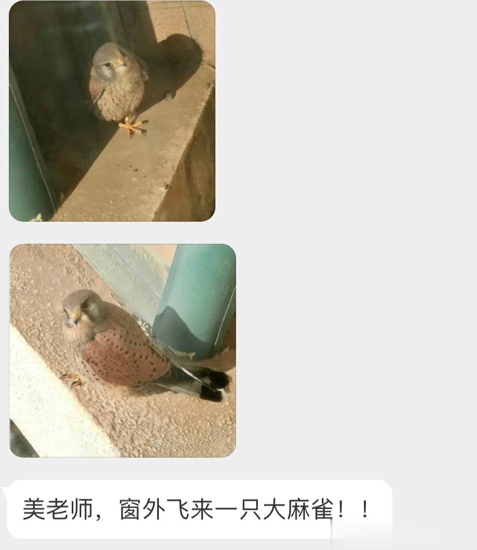 红隼：大麻雀？？？ ​​​