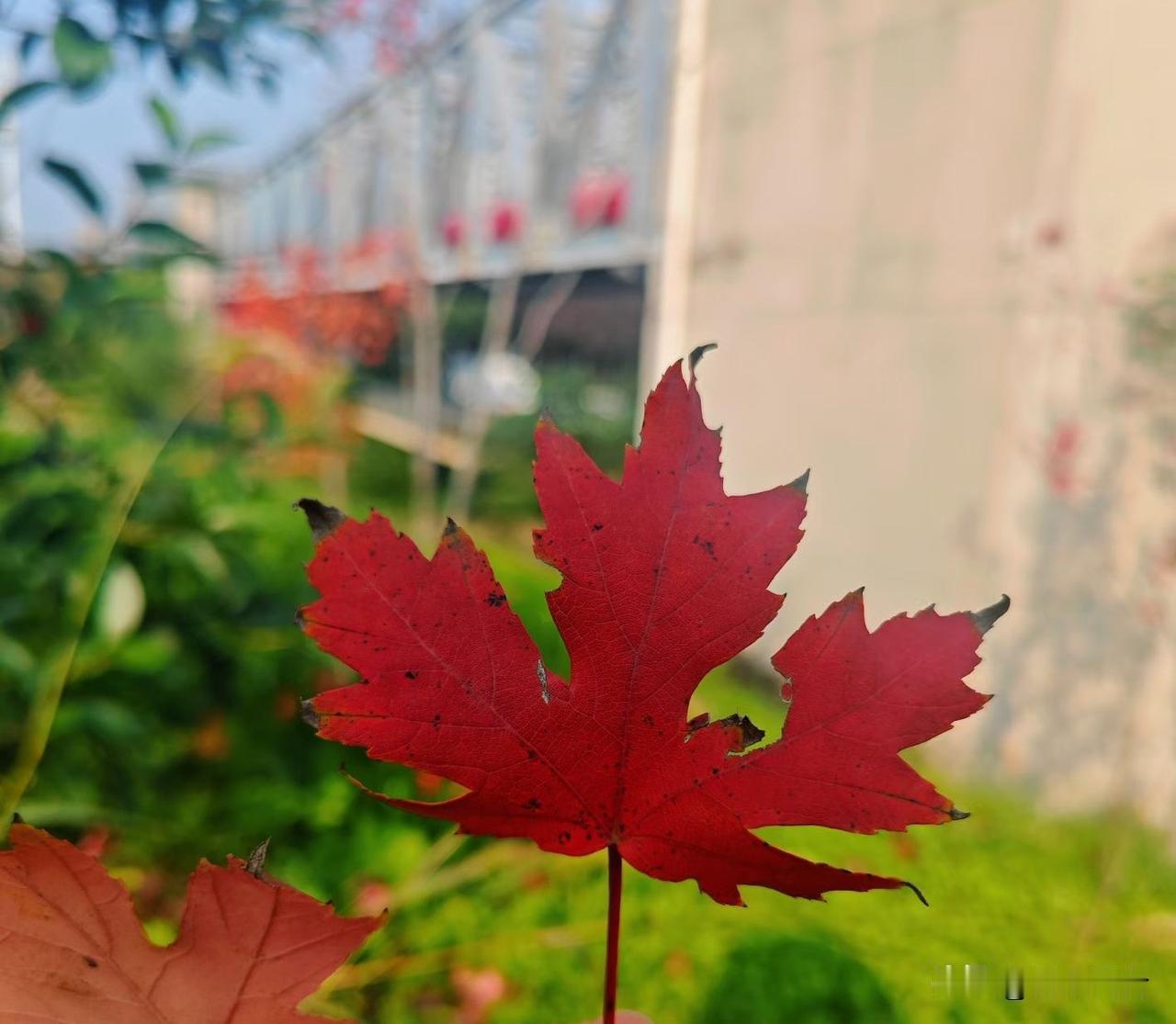 10月24日，今天的风很冷。
昨天霜降，是秋季的最后一个节气。

真的是太佩服老