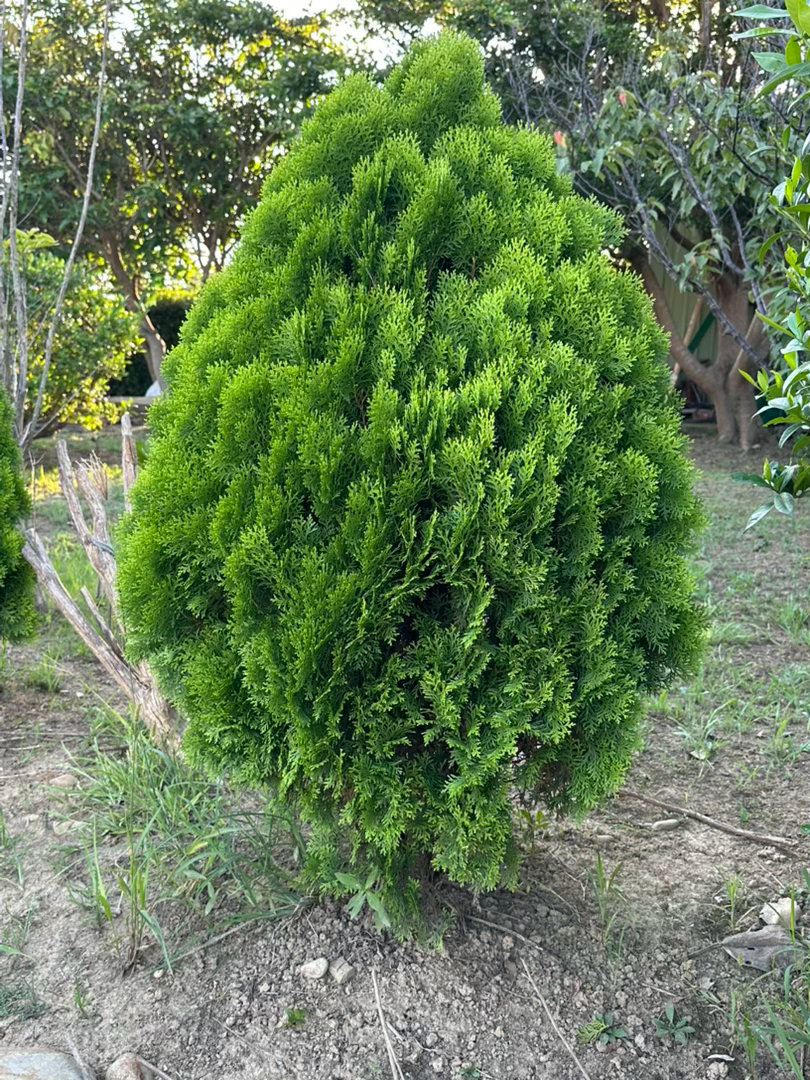 阳光信用  阳光信用 互动打卡 决心化为行动，产生结果，才具有意义。没有行动的决