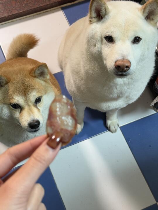 喂，你确定不给我吃吗