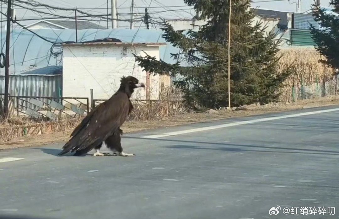 珲春一国道现巨鸟过马路雕兄，是你么？？又来找有缘人了？