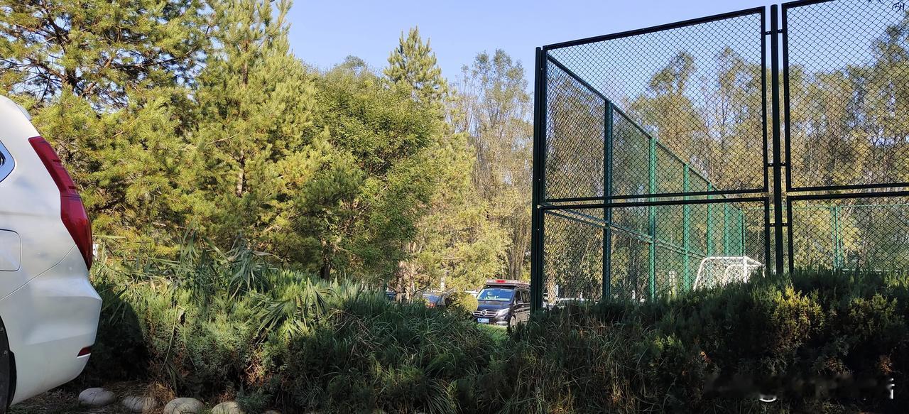 周末捡野菜
 #捡点野货# #出门打野去#
今天公园溜达，没想到发现了草坪内有地