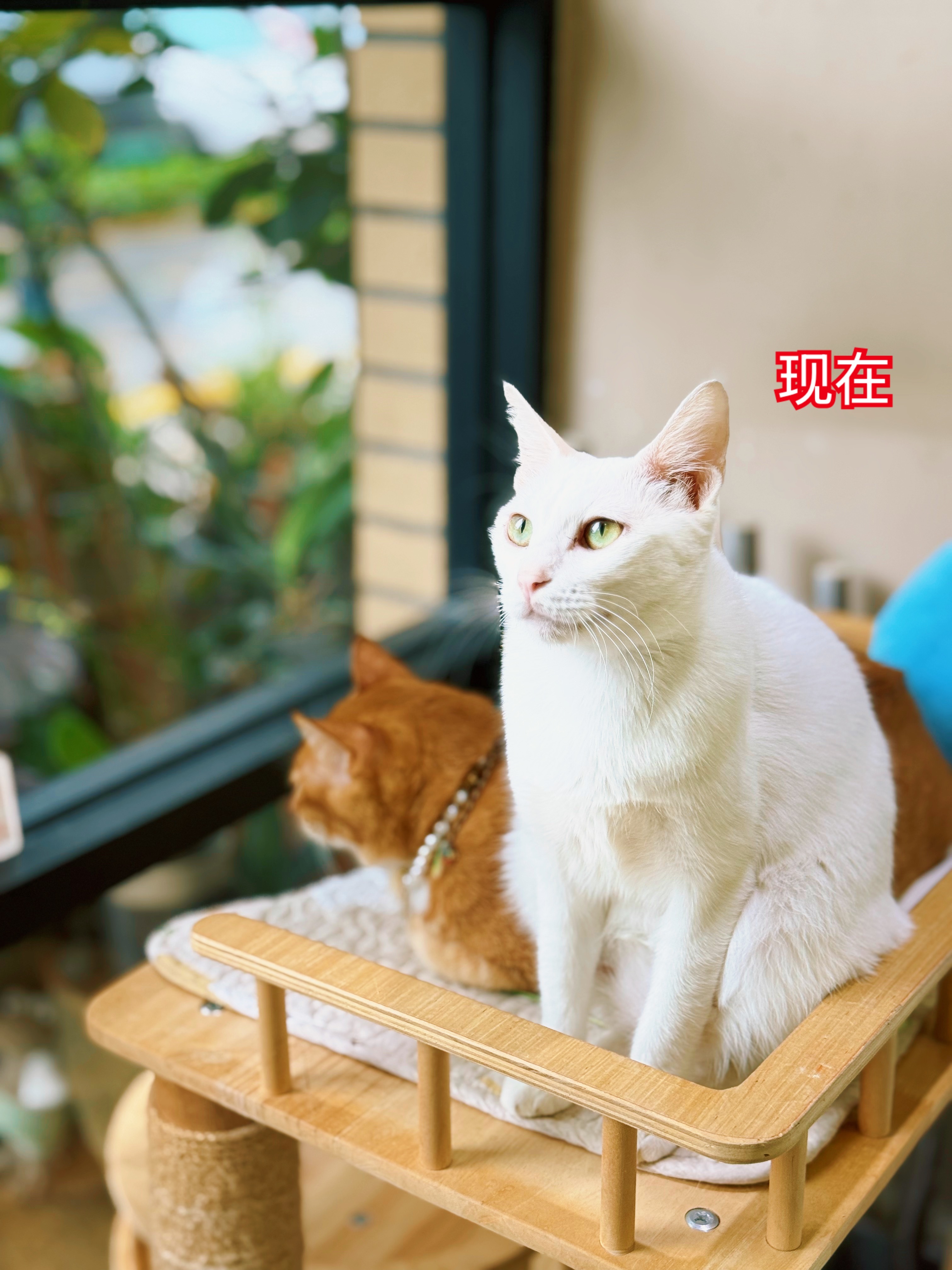 希望全世界的小狗小猫都能够健康平安的长大 有一个温暖的家 有爱自己的家长 希望流