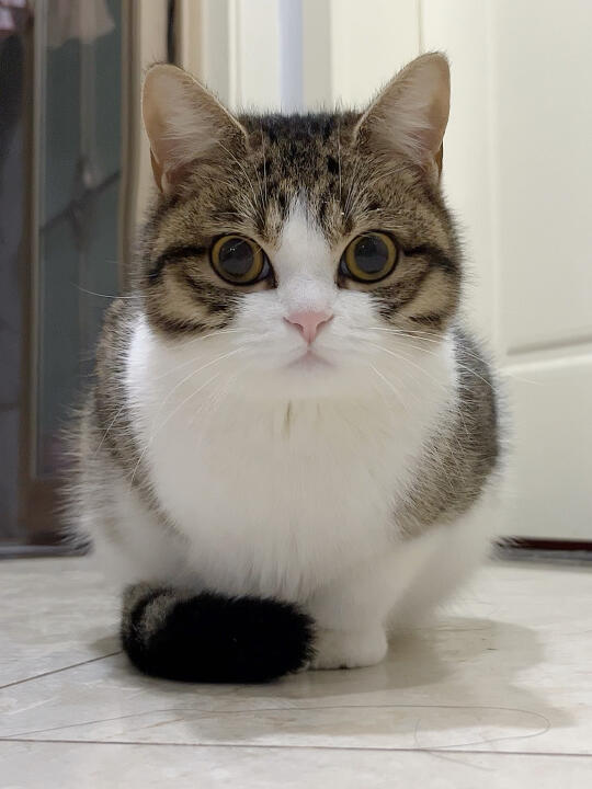 三角粽一样的狸花猫有人喜欢吗？