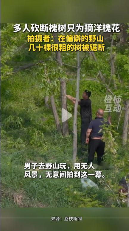 刷到那条砍槐树视频时，手里的槐花饼突然不香了。几个壮年人围着碗口粗的树，锯子咔咔
