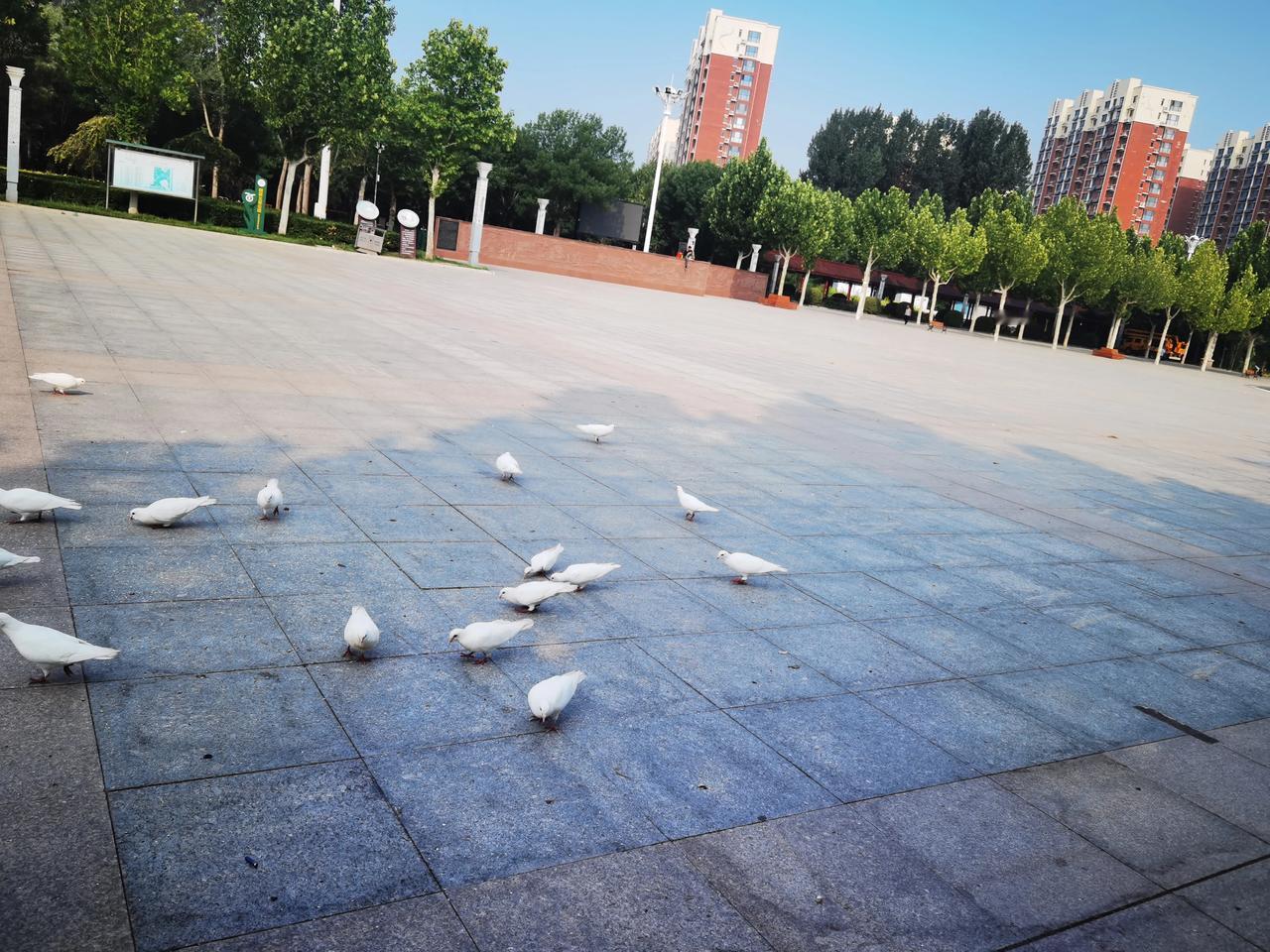 公园里小鸽子挺多，也是孩子们的乐园