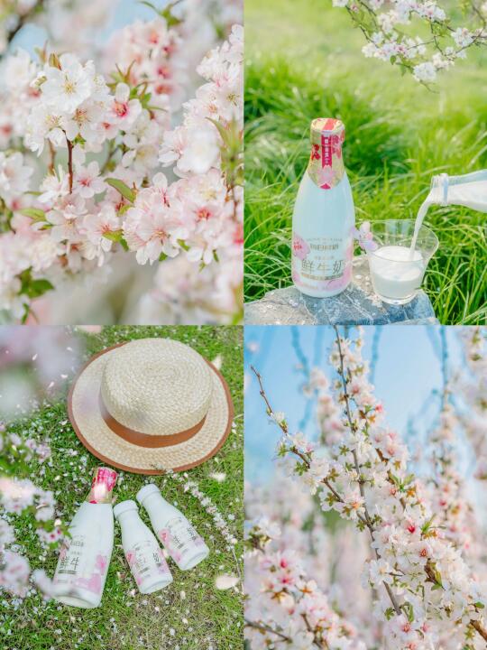 🌸｜共饮春日樱花温柔