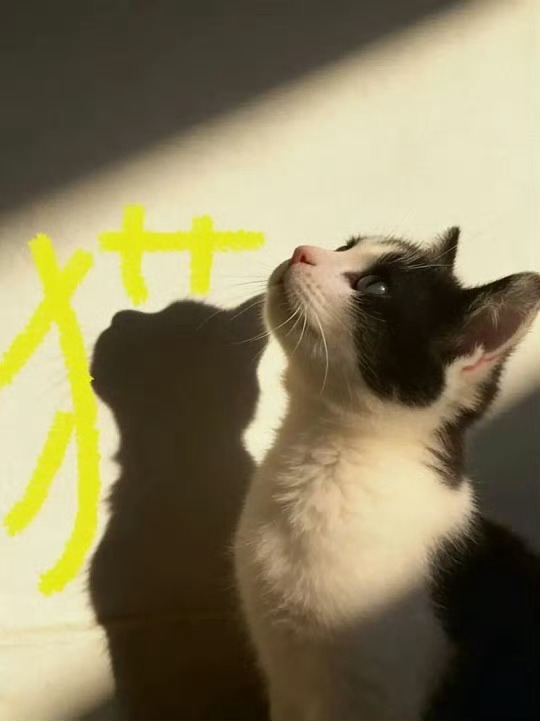 小猫居然理解了影子小猫就是小猫呀 