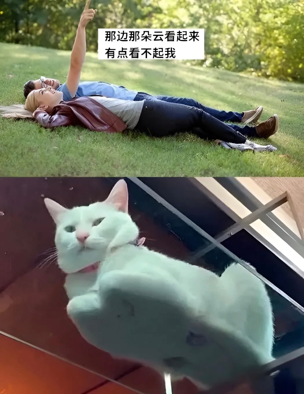 不管贫穷还是富有，主打的就是一个瞧不起 猫meme /今日memes ​​​