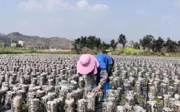 桂黔交界"菇类村"：
母系文化与独特风情交融
 
在广西与贵州交界处的深山里，藏