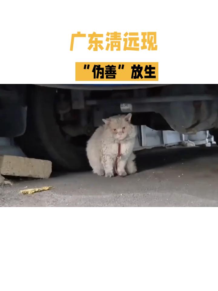 近日，广东清远迎咀水库边发生了一起引人关注的事件。有人在水库附近放生了上千只猫咪