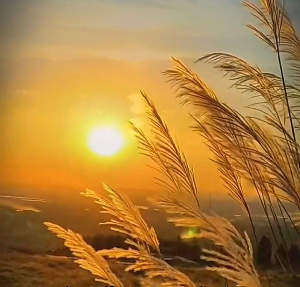 金黄的叶片随风舞蹈，尽染如火，将天空映红。