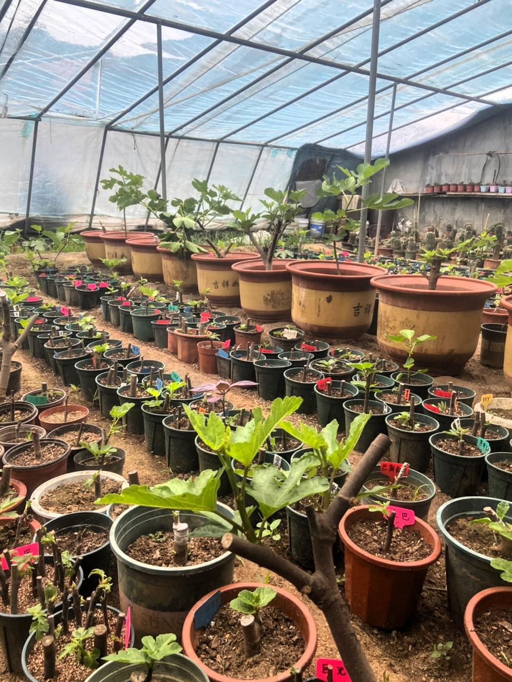 种植无花果就像开启一场神秘之旅。起初，它扎根时悄无声息，可地下却是暗潮涌动。我每