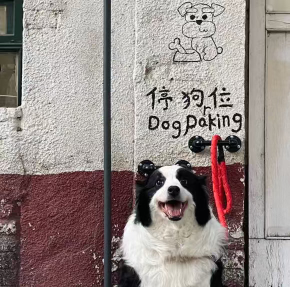 博物馆设立停狗处 现在的养宠人可能会成为一批有能力，有意愿进行表达和争取的社会利