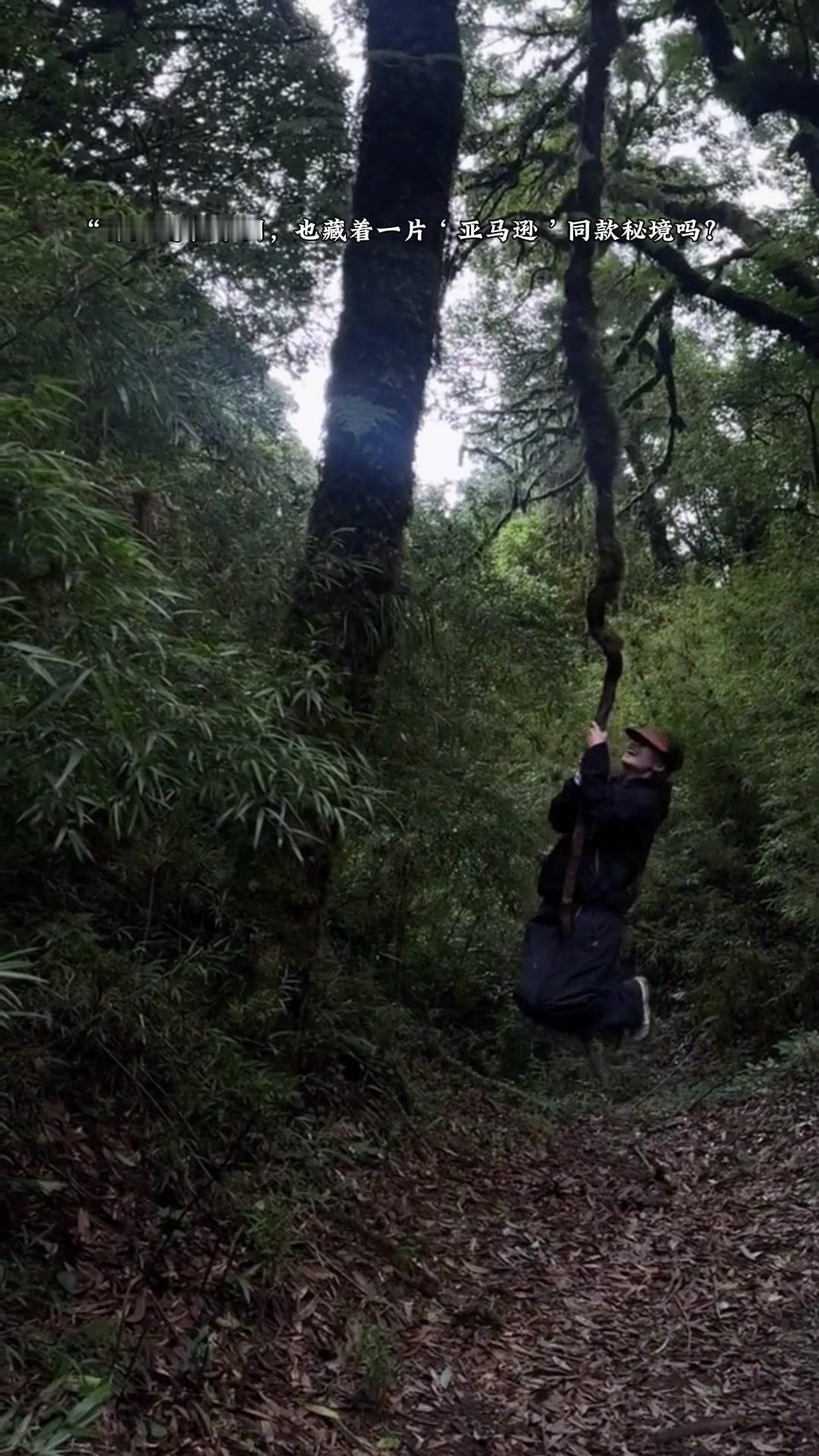云南哀牢山真的像闯进了现实版亚马逊！
参天大树遮天蔽日，阳光透过缝隙洒下来，空气