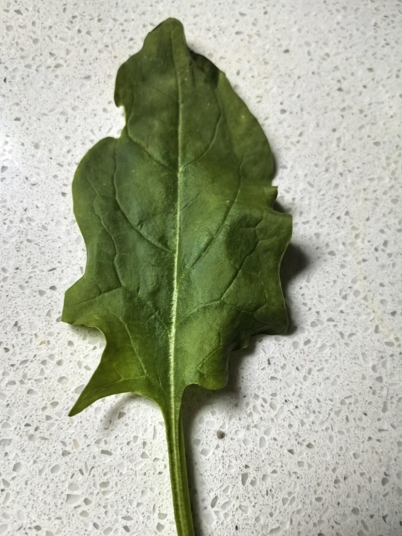 一片青菜
有钱人吃它，
那叫补充维生素、粗纤维。
贫穷人吃它，
那是充饥、饱腹。