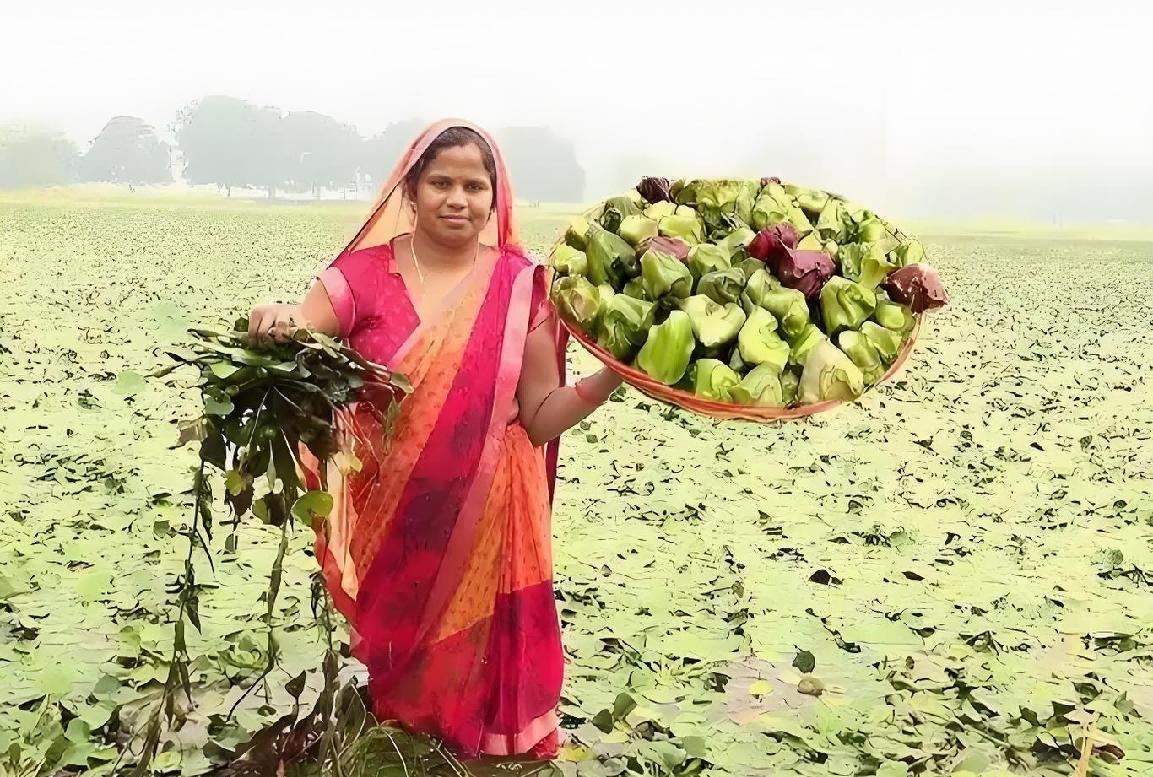 快讯！快讯！
 
印度方面突然宣布了，菱角在多地水域失控蔓延，渔业、航运和灌溉受