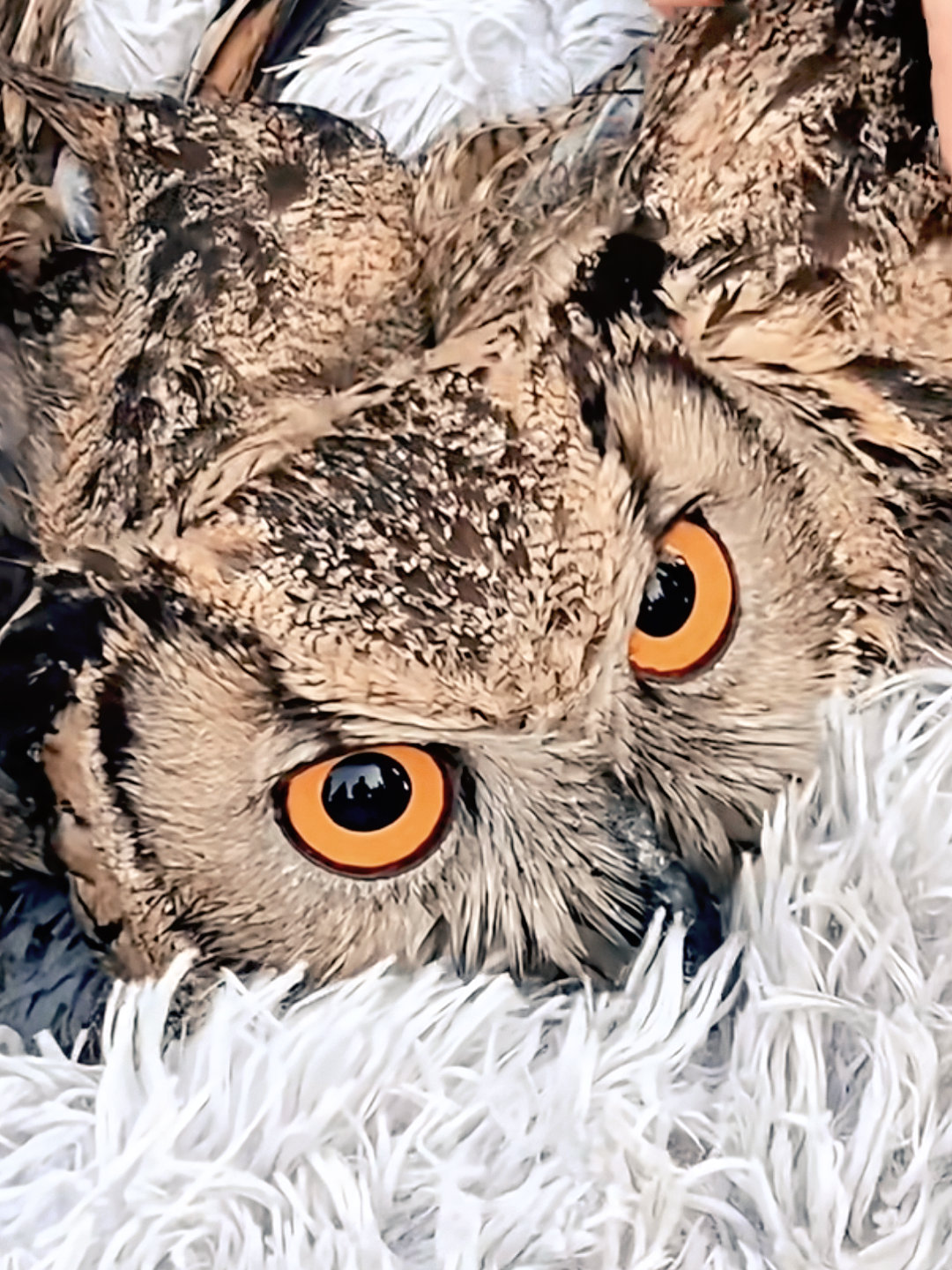 雕鸮真的很漂亮 大眼睛 （肖像权归后海落水🦉所有） ​​​