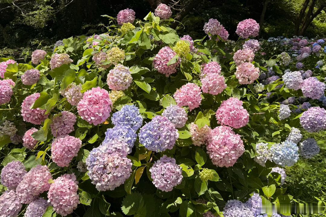 世界遗产佐渡金山。参观宗太夫坑和重要文化财道游坑。佐渡金山是日本最大的金银矿山，