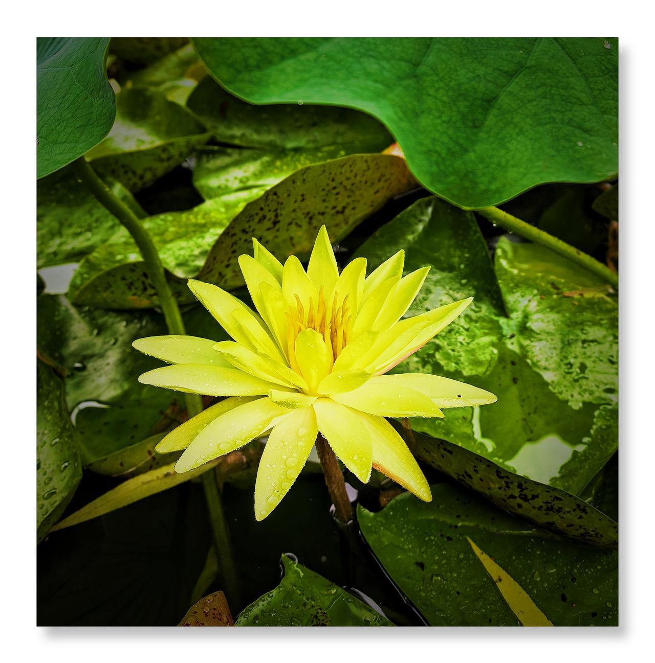 雨天北京动物园睡莲花