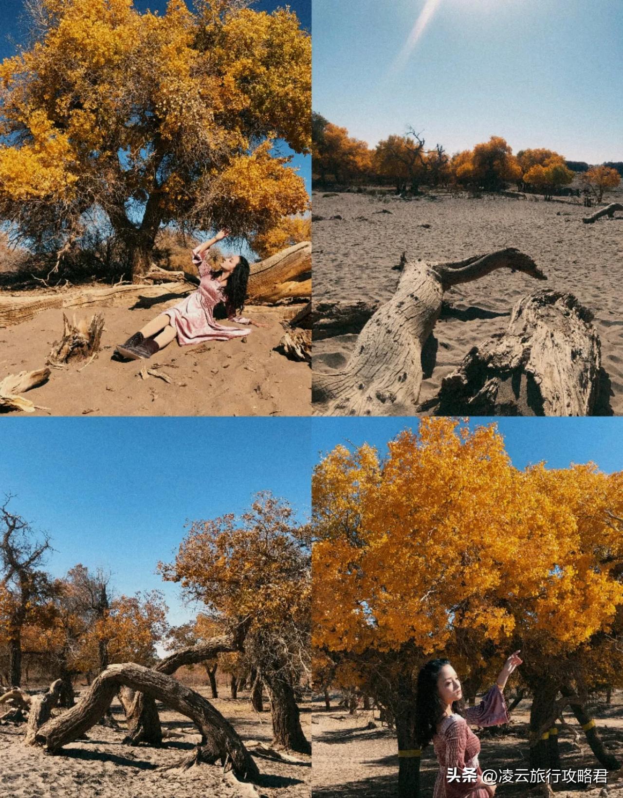 #可以看你相册里的胡杨吗#