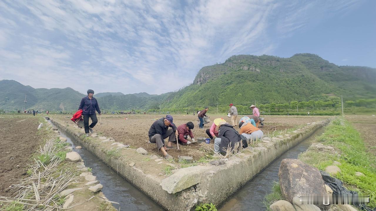 贝母采收季