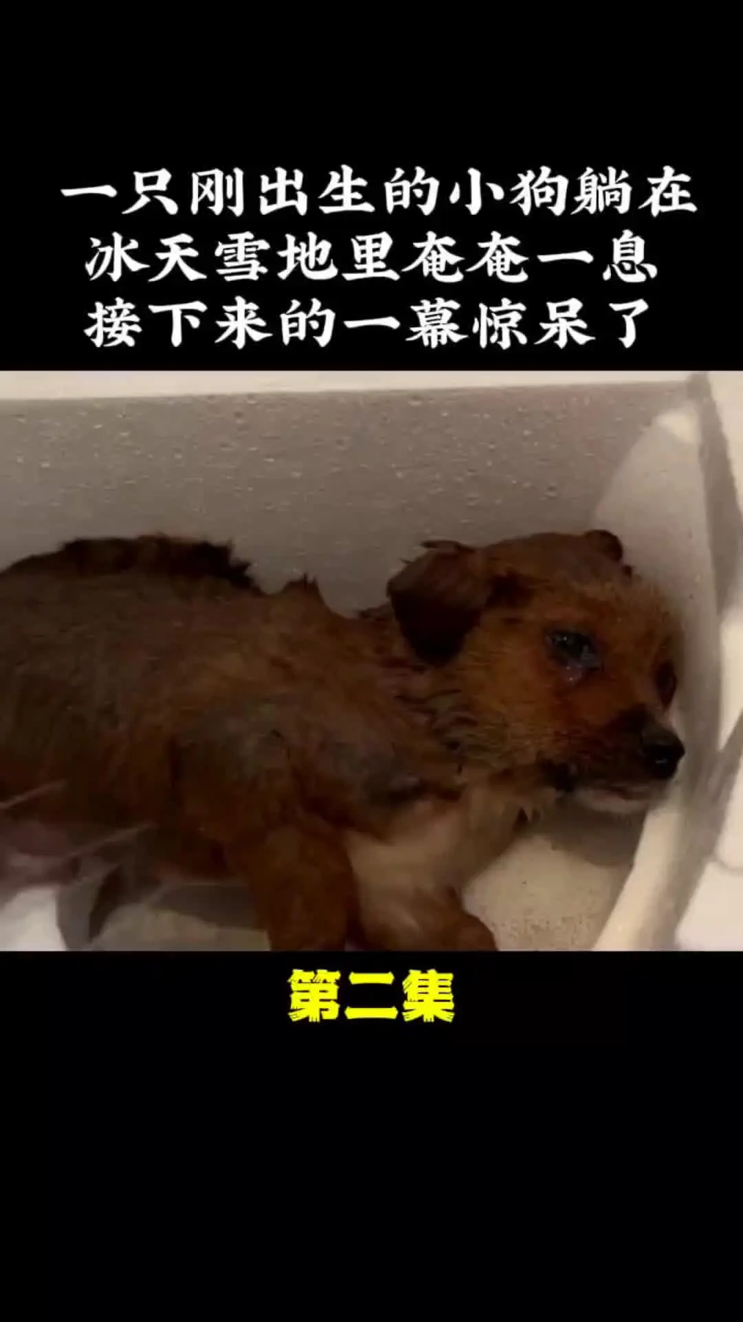 动物世界 动物的迷惑行为