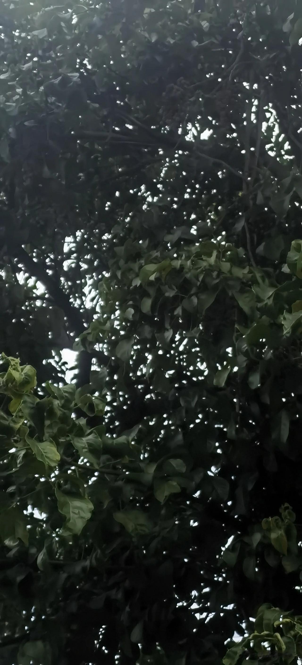 大家能不能猜到重点，我看着这满树的枫树仔眼馋😋😋😋