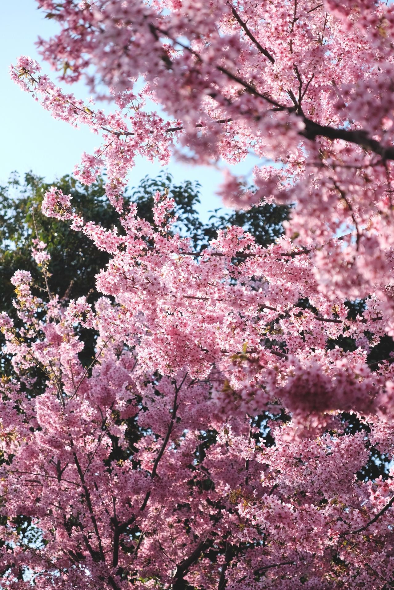 晒晒你拍的花 相册里的春天 武汉樱花 龟山公园 随手拍春天美景