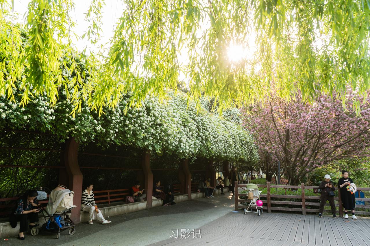 四月的新华公园，迎来了七里香与重瓣晚樱的盛放之约。

重瓣晚樱层层叠叠的粉红花团