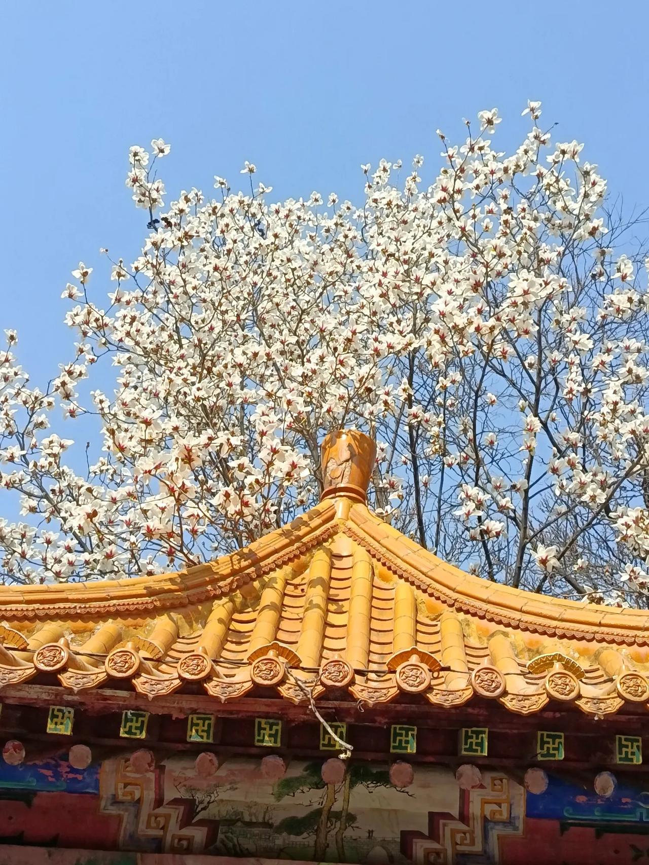 每年的四月到十月为大连的最佳旅游季节。四月的鲜花、五月的槐花和蔷薇、六月的大樱桃