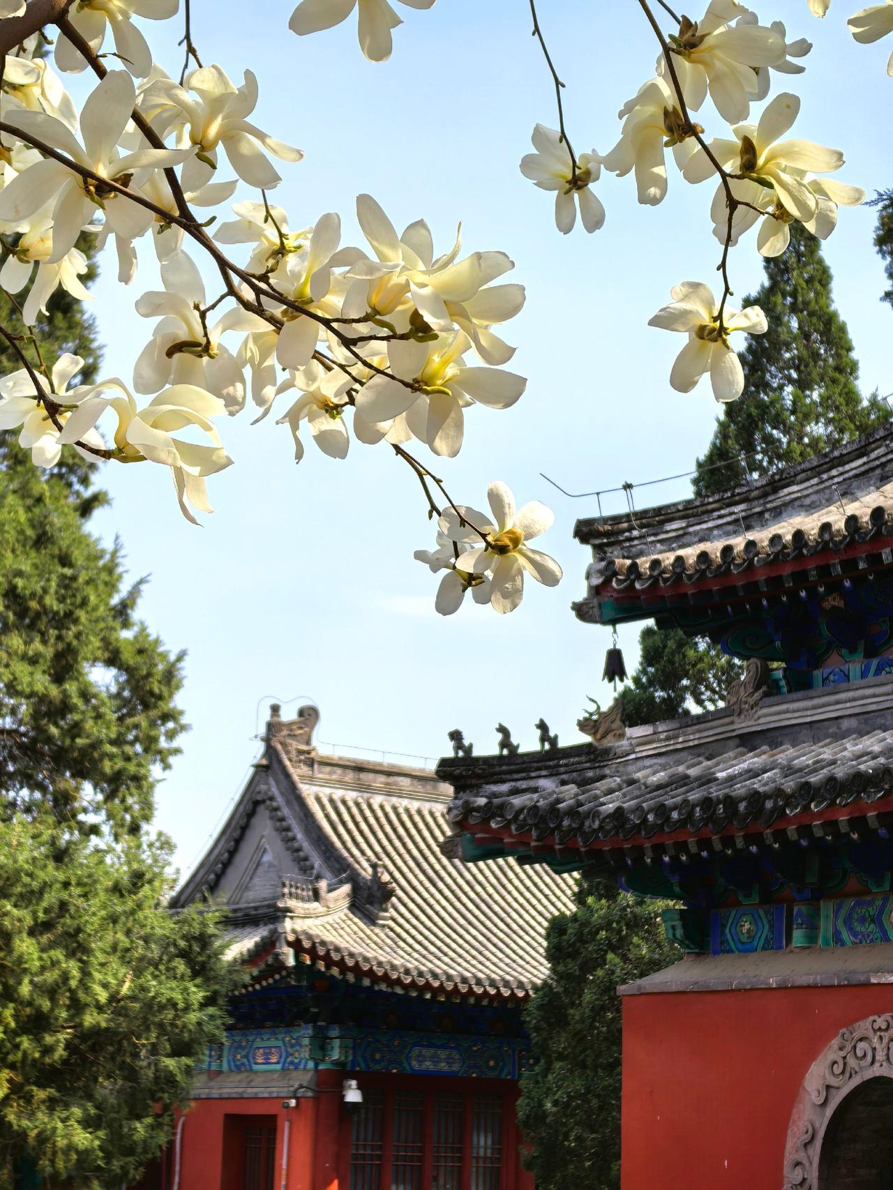 北京西山大觉寺的玉兰花正是盛开的时候，请大家抓紧时间去欣赏！我用摄影看世界 用镜