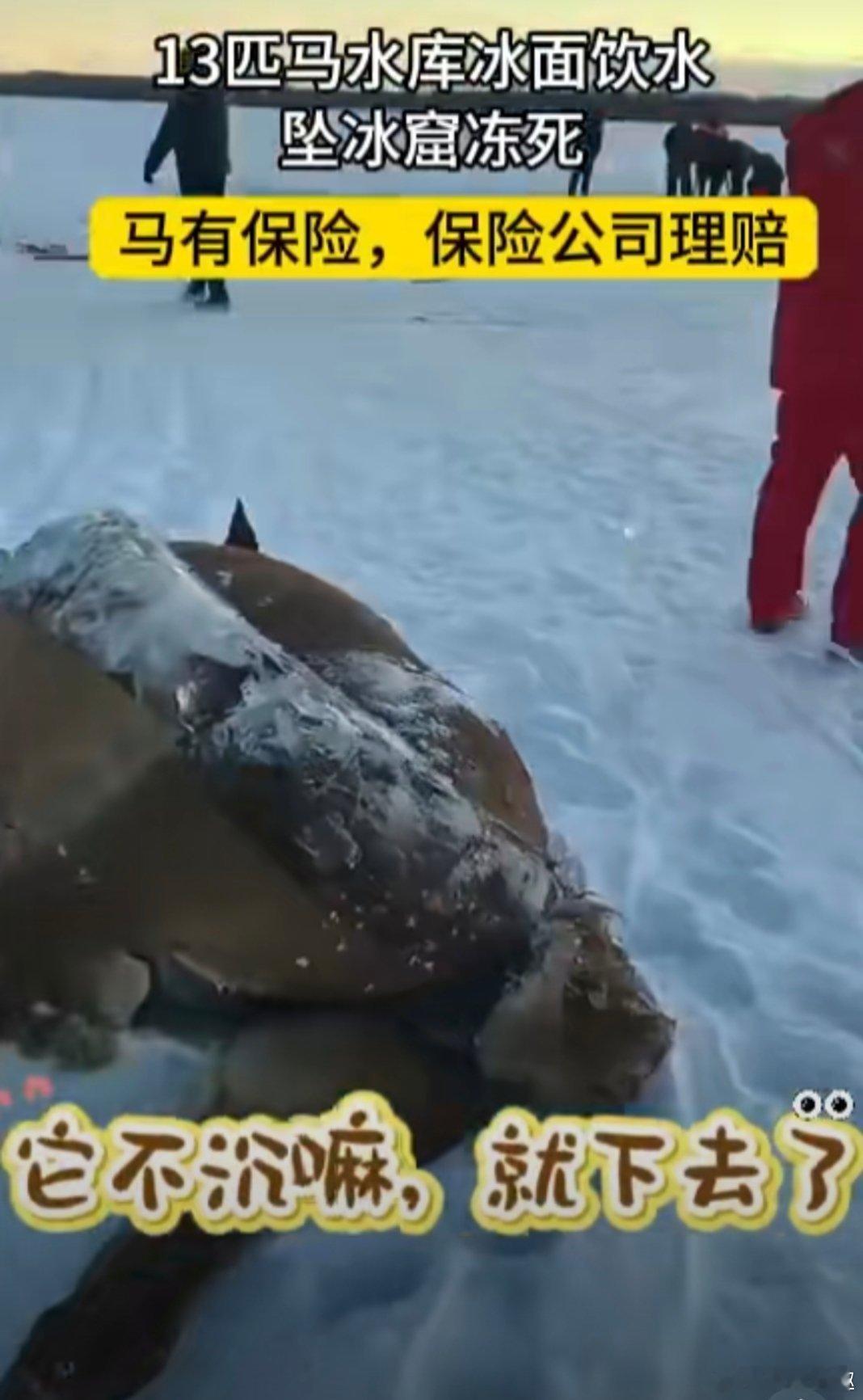 水库冰面下发现13匹冰冻马还好有保险！要是没买保险，大爷这损失真的不敢想，大家身