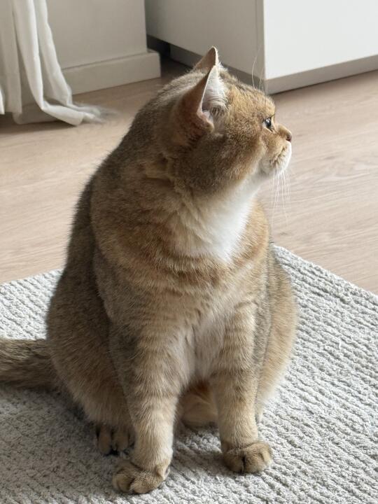 肥咪稍息