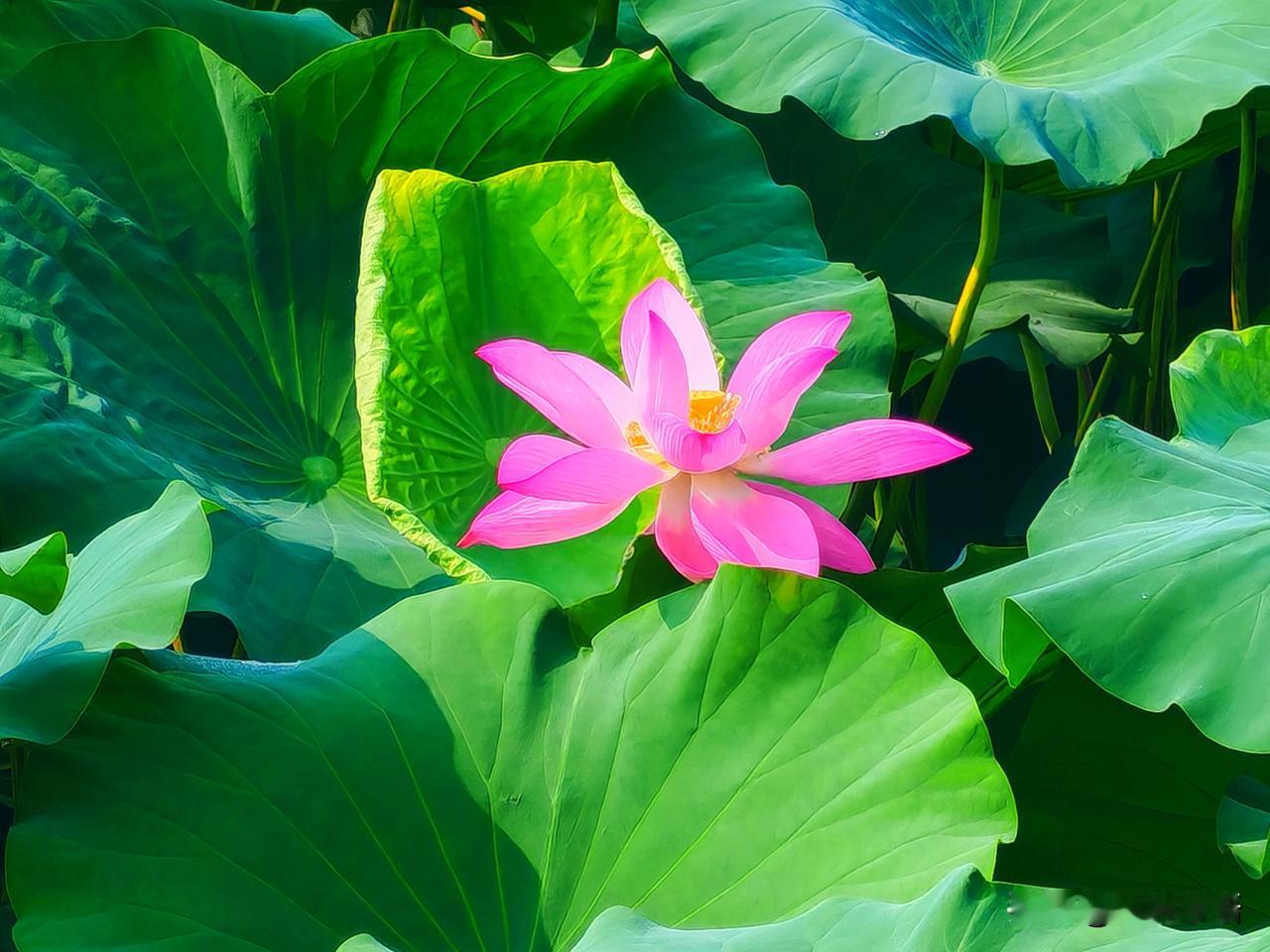 满目青绿，一抹嫣红，是夏日独有的温柔浪漫。