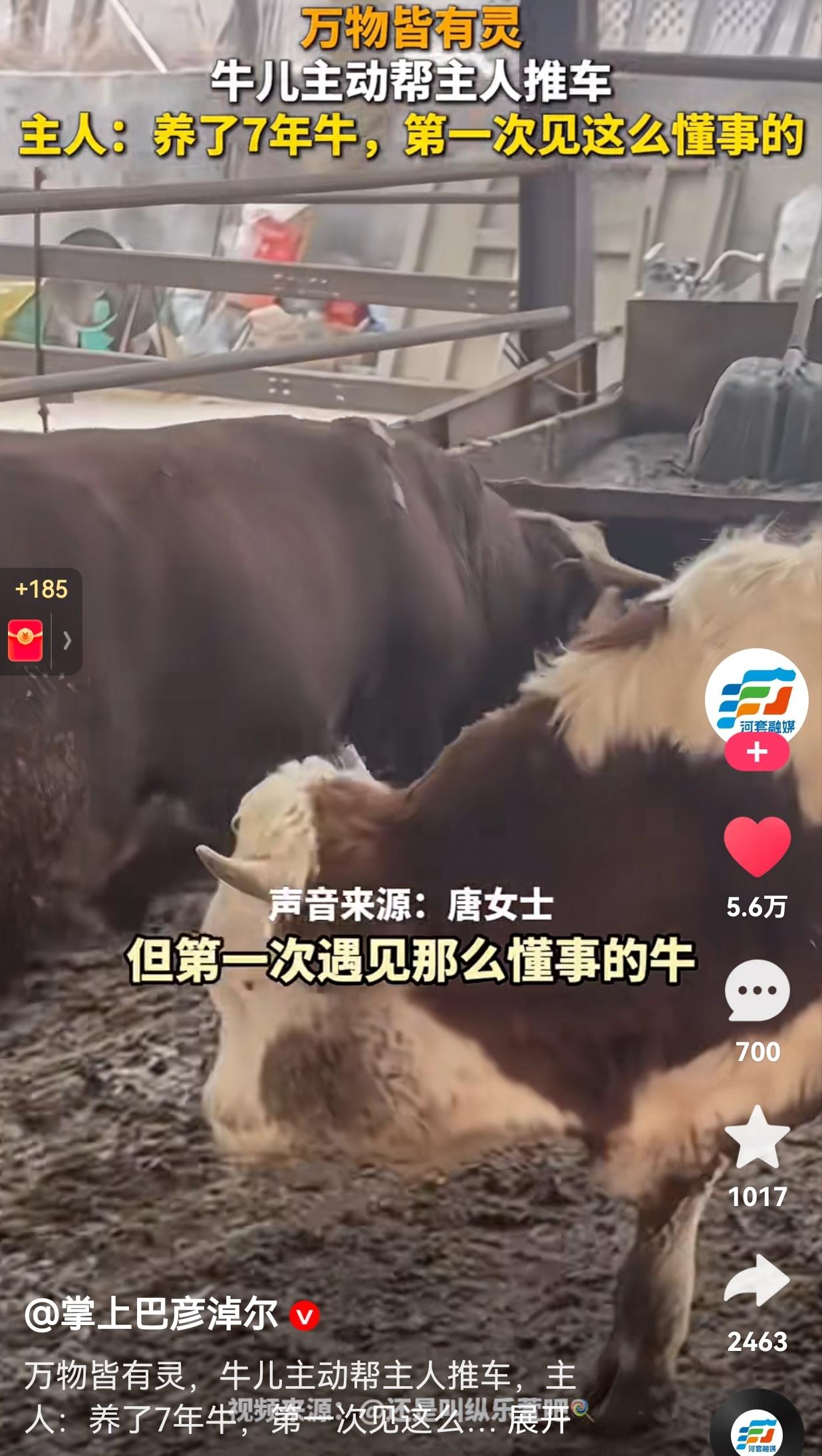 安徽一头“报恩牛”火了！小牛刚来的时候，生了一场很严重的病被主人用纯牛奶救回小命